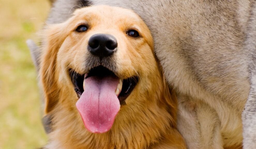 CURP para mascotas: Un registro obligatorio en CDMX para 2025