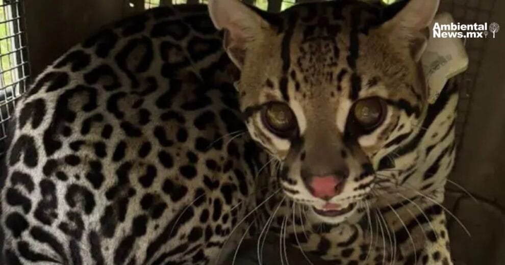 Especie Silvestre lista para regresar a su hogar de origen 10 13032025 2