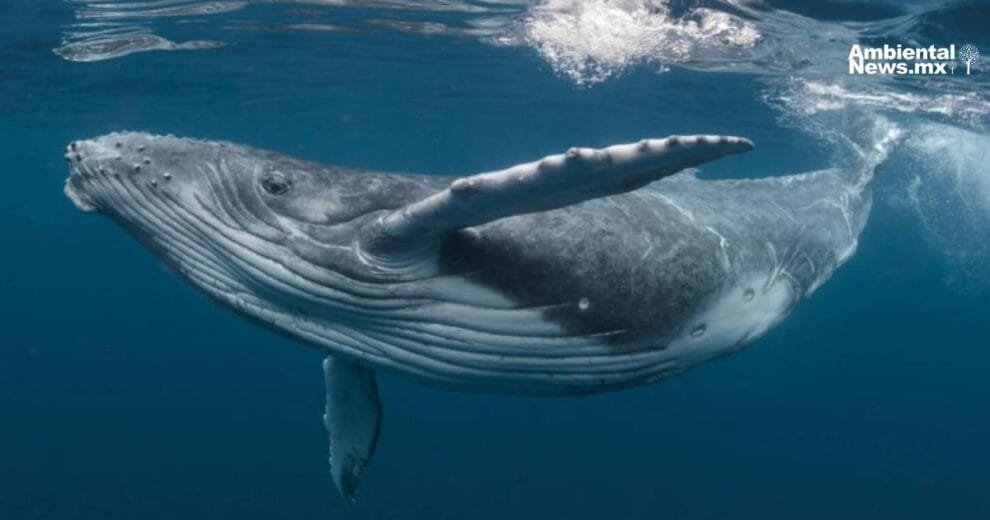 Casi 1000 litros de orina de ballena benefician la vida de océanos diariamente 10 13032025