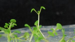 Investigadores argentinos descubren un mecanismo clave para la regeneración de plantas