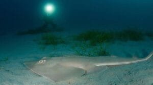 El Oceanogràfic de Valencia ha celebrado el nacimiento de un pez guitarra, también conocido como “Glaucostegus Cemiculus”, una especie clasificada