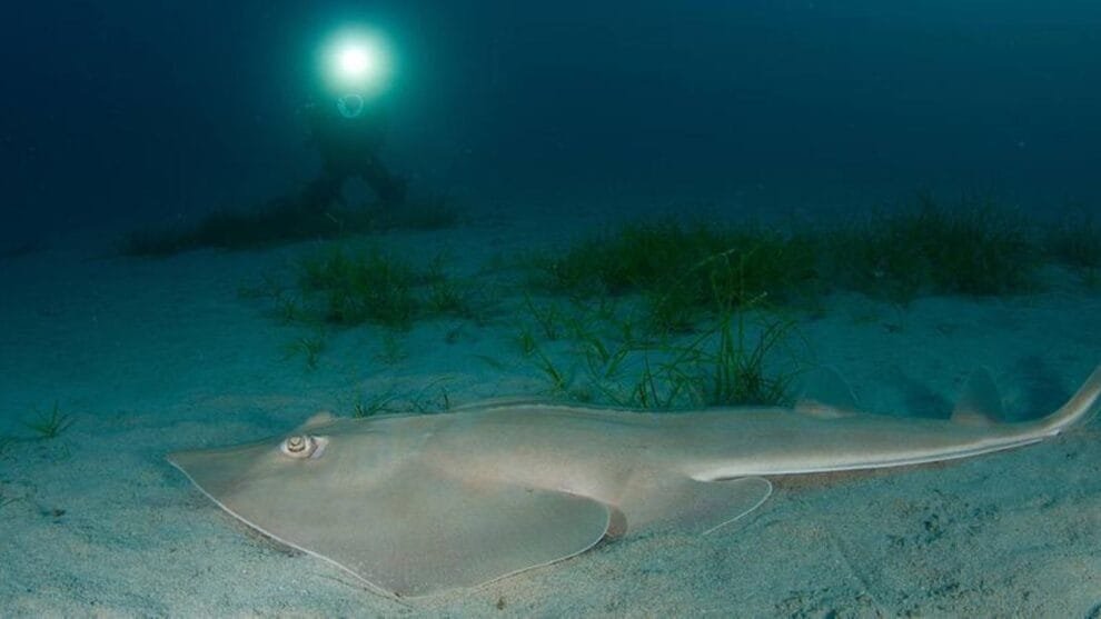 El Oceanogràfic de Valencia ha celebrado el nacimiento de un pez guitarra, también conocido como “Glaucostegus Cemiculus”, una especie clasificada