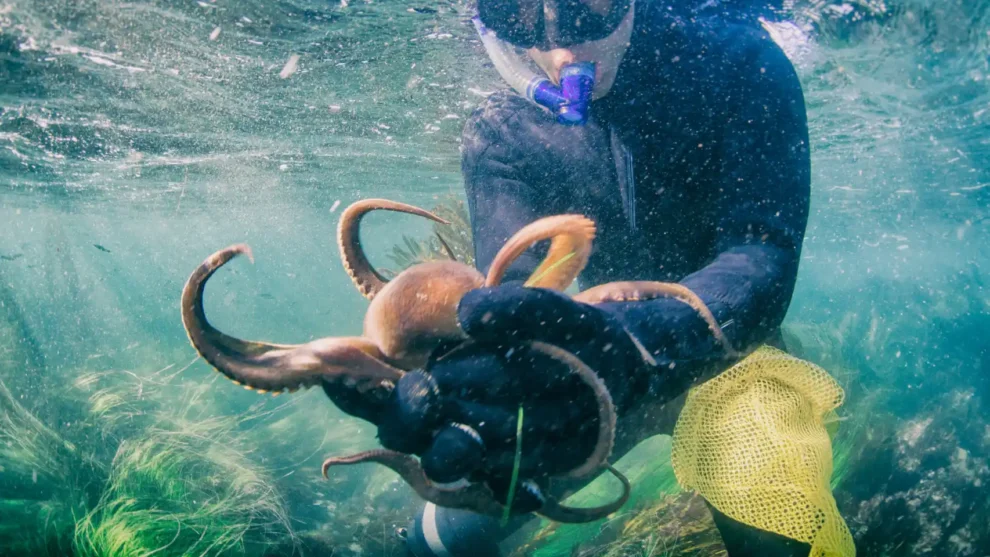 Pulpos en cautiverio: una condena al sufrimiento 10 Pulpos en cautiverio: una condena al sufrimiento