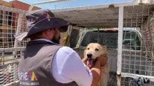 ¡Ecatepec rescata y da hogar a perros callejeros!