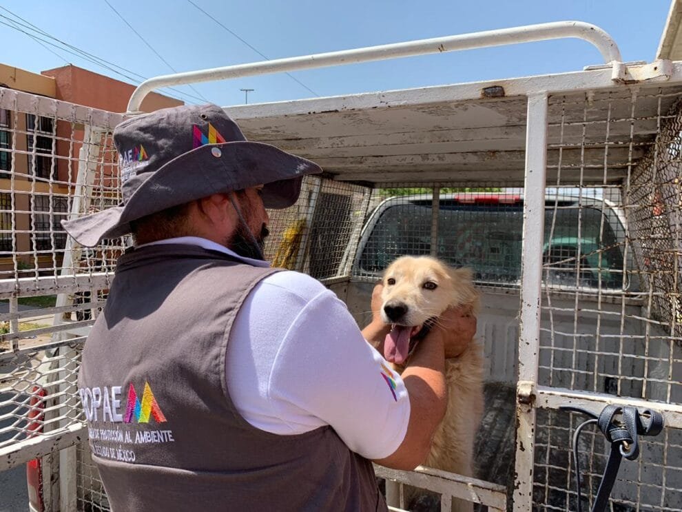 ¡Ecatepec rescata y da hogar a perros callejeros!