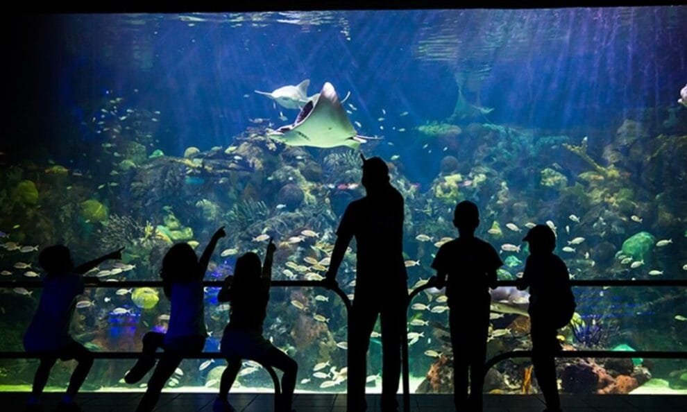 ¡Conviértete en voluntario del Aquarium de Veracruz y cuida la vida marina!