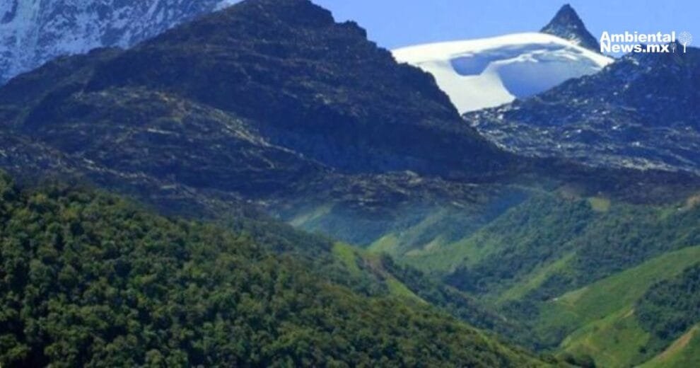 Caficultores de la Sierra Nevada de Santa Marta lideran la restauracion de bosques afectados por cultivos ilicitos