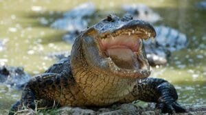 Cocodrilos al límite: ¿Sobrevivirán al calor extremo del cambio climático?
