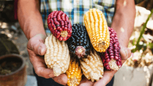 Elotes