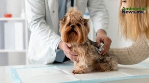 España crea un sistema único para identificar mascotas