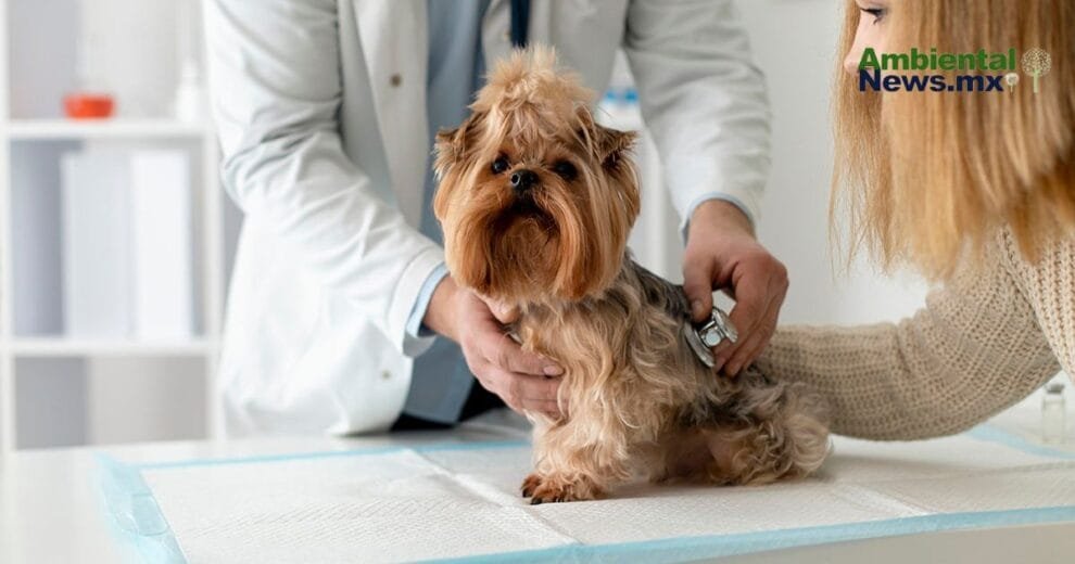 España crea un sistema único para identificar mascotas