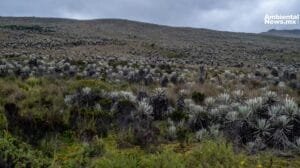 Innovador seguro contra incendios para proteger los páramos de Colombia