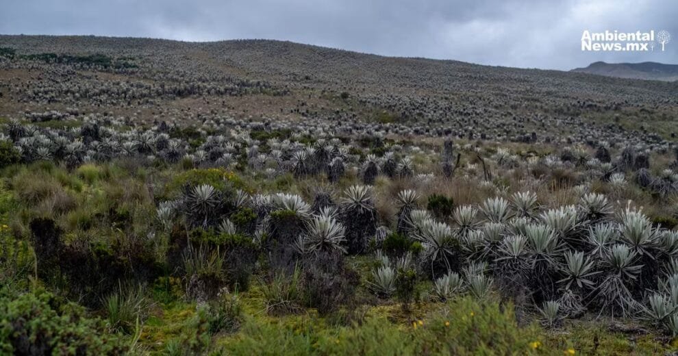 Innovador seguro contra incendios para proteger los páramos de Colombia