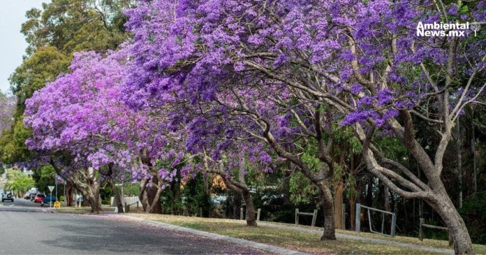 Jacarandas y clima: el sorprendente pronóstico natural que revela los efectos del cambio climático 11 Jacarandas y clima el sorprendente pronostico natural que revela los efectos del cambio climatico