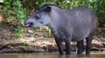 Reaparición del Tapir sudamericano en Brasil