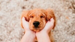 Puerto Rico da un paso gigante por los derechos de los animales