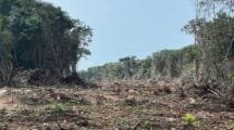 La Selva Maya en peligro: Un Tercio de su cobertura perdida en dos décadas