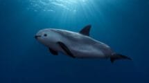 Pesca ilegal: La última amenaza para la vaquita marina y la Totoaba