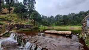 50% de bosque ha desaparecido, en gran parte por la actividad humana