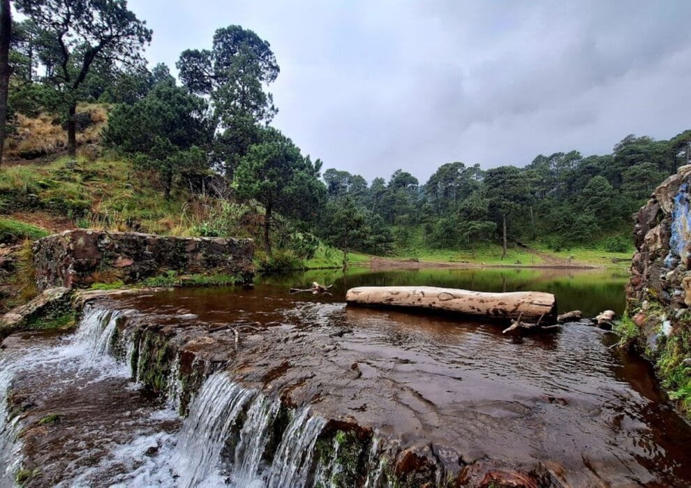 50% de bosque ha desaparecido, en gran parte por la actividad humana