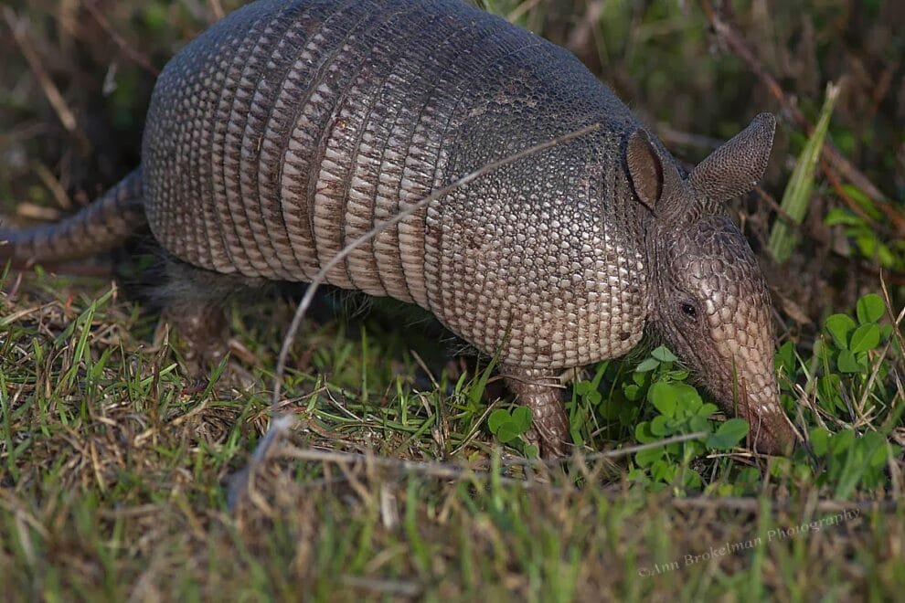 “La Siempre Viva” lidera iniciativas de protección de ecosistemas
