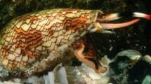Veneno mortal y ciencia: El caracol cono que sorprende al mundo