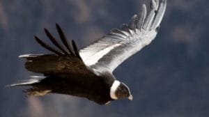 Dos ejemplares de cóndor andino liberados en Córdoba tras exitosa rehabilitación