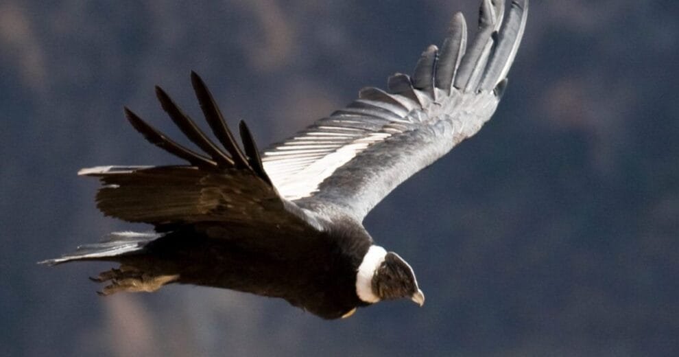 Dos ejemplares de cóndor andino liberados en Córdoba tras exitosa rehabilitación