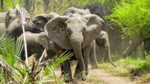 La elefanta Pupy se prepara para dejar el Ecoparque tras 30 años en cautiverio