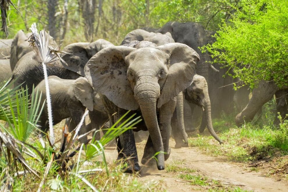 La elefanta Pupy se prepara para dejar el Ecoparque tras 30 años en cautiverio