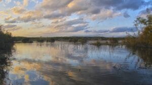 Alicante renace: Juntos recuperamos la naturaleza, un árbol a la vez