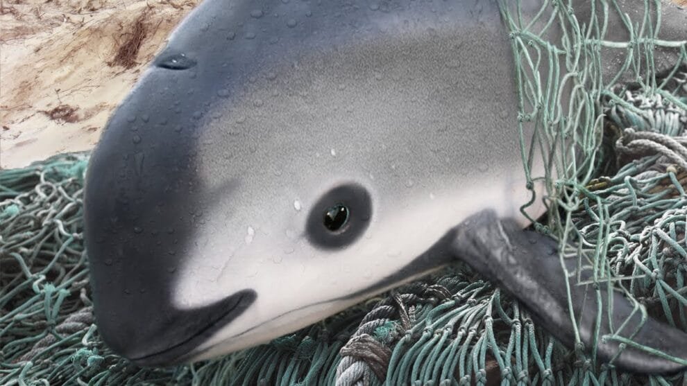 La vaquita marina, un tesoro mexicano en peligro de extinción 10 La vaquita marina, un tesoro mexicano en peligro de extinción
