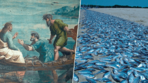 peces
