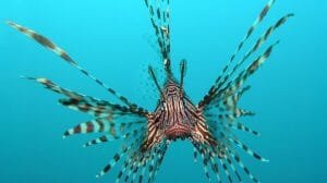 pterois volitans manado e edit