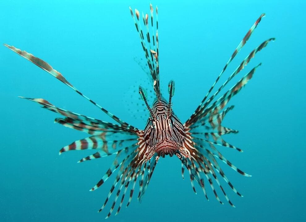 Una de las mascotas de mar más exóticas es también un depredador voraz 10 pterois volitans manado e edit