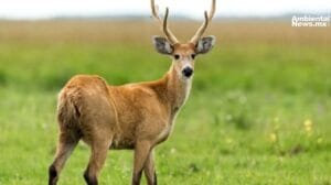 ¡Alerta en El Palmar cazan ilegalmente ciervos y carpinchos