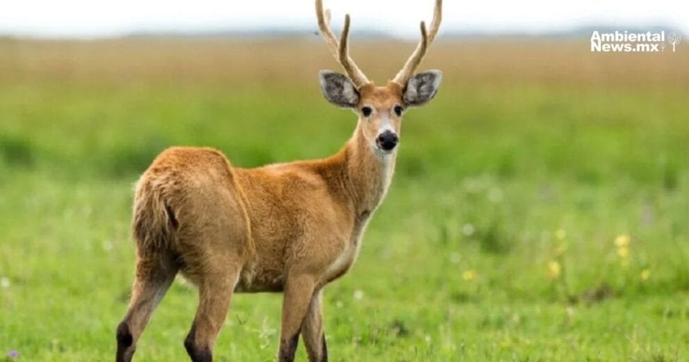 ¡Alerta en El Palmar! cazan ilegalmente ciervos y carpinchos 10 ¡Alerta en El Palmar cazan ilegalmente ciervos y carpinchos