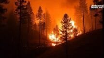 AN WEB Mexico enfrenta una crisis ambiental mas de 38 mil hectareas devastadas por incendios forestales