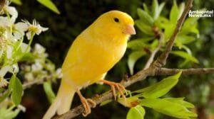 AN WEB Profepa frena el trafico decomisan aves protegidas en pleno domicilio