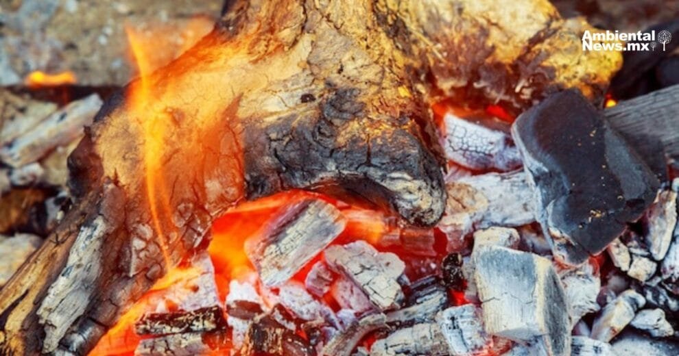 AN WEB Profepa frena el trafico decomisan aves protegidas en pleno domicilio 1 1