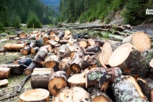 Detienen a dos personas por tala ilegal en zona protegida de Magdalena Contreras