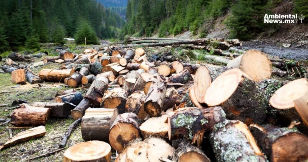 Detienen a dos personas por tala ilegal en zona protegida de Magdalena Contreras