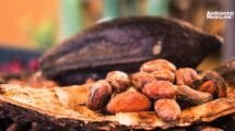 El calor excesivo pone en riesgo la producción mundial de chocolate