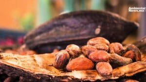 El calor excesivo pone en riesgo la producción mundial de chocolate