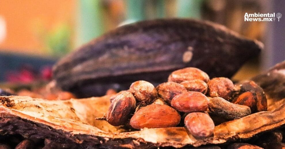 El calor excesivo pone en riesgo la producción mundial de chocolate