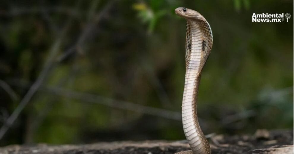 El cambio climatico empuja a serpientes venenosas hacia nuevos territorios un riesgo creciente para la salud global