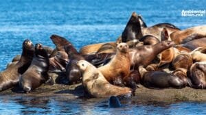 Lobos marinos mueren intoxicados por alga marina en las costas