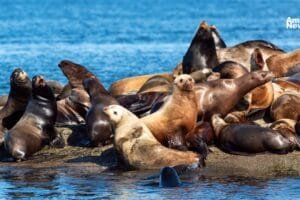 Lobos marinos mueren intoxicados por alga marina en las costas