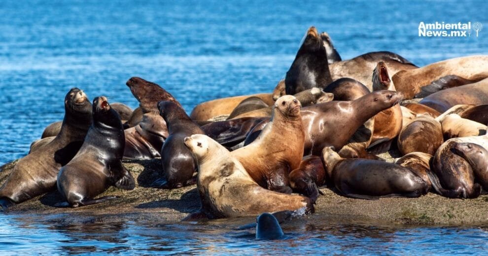 Lobos marinos mueren intoxicados por alga marina en las costas 10 Lobos marinos mueren intoxicados por alga marina en las costas
