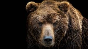 oso pardo